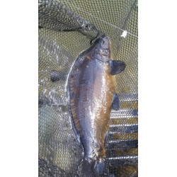 CARPE au COUP - Loisir ADULTE - 2 pêcheurs