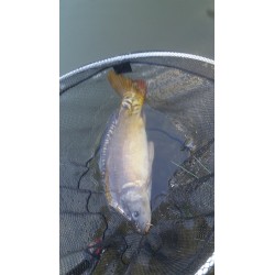 CARPE au COUP - Loisir JEUNE - Individuel